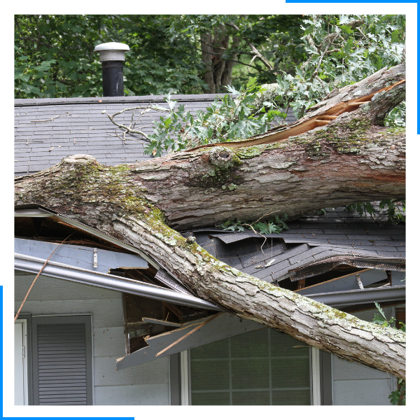 tree down on a roof