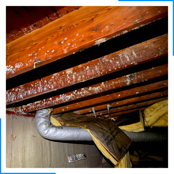 Mold Remediation Side 1