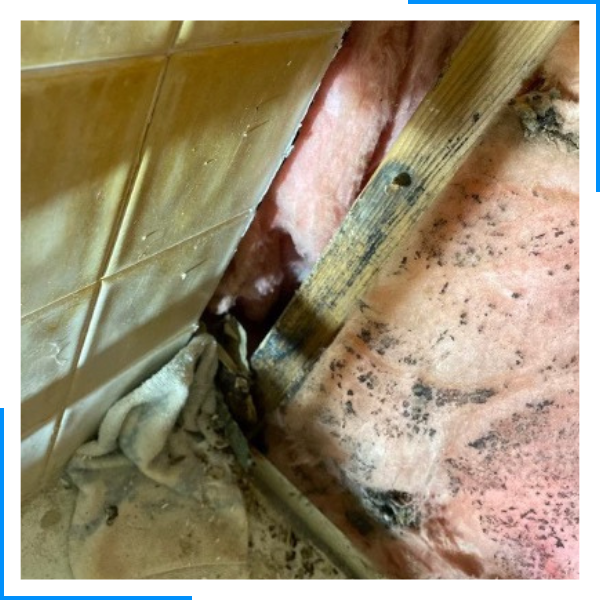 Mold on studs and insulation