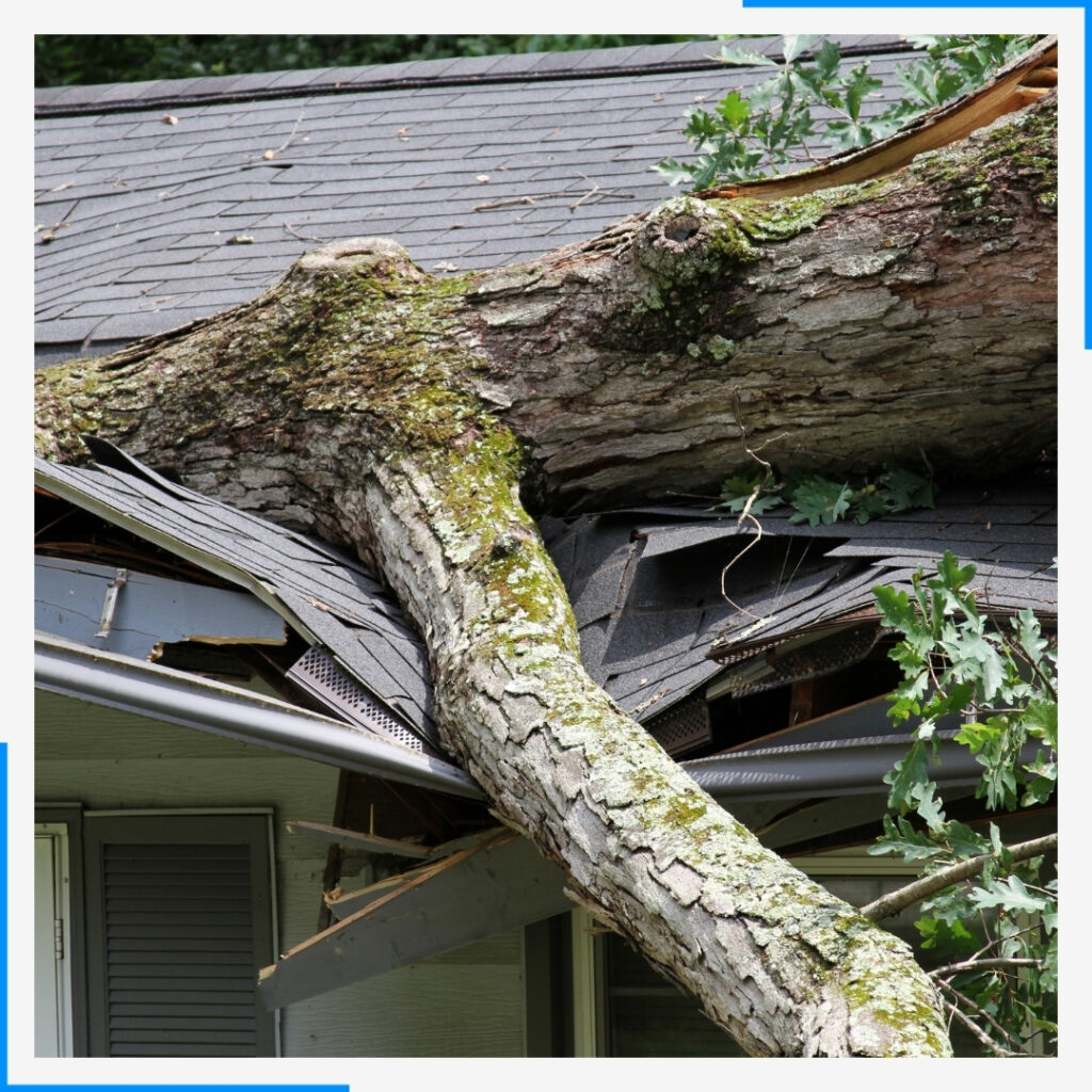 tree fall on home