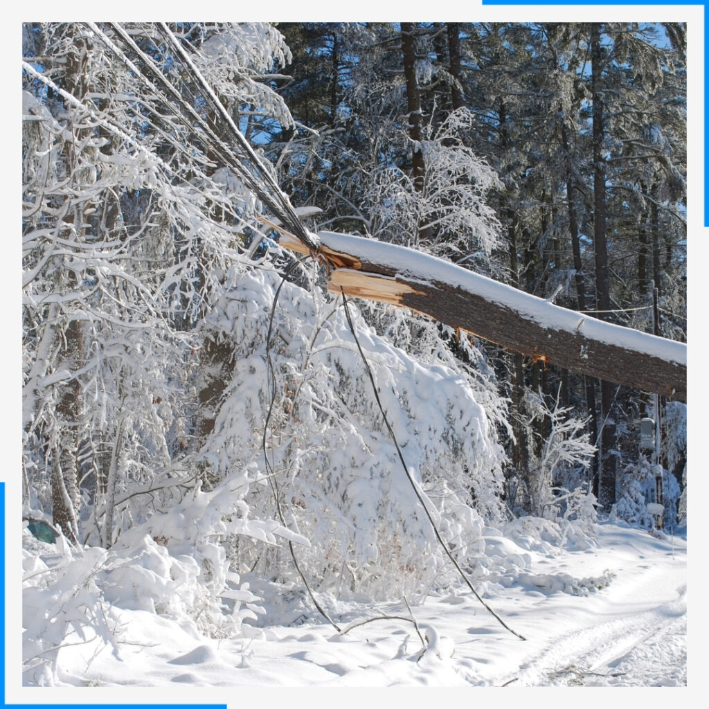 broken branches from snow