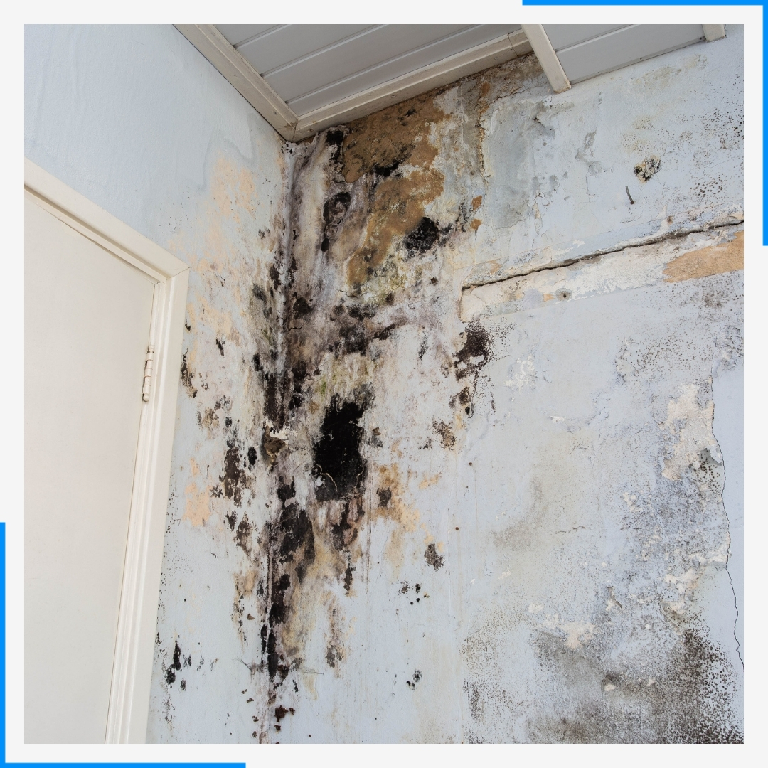 Severe water damage and black mold growth in the corner of a room on a light blue wall.