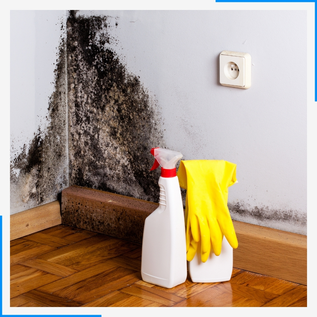 A large patch of black mold grows on the wall in the corner of a room, with a cleaning spray bottle and yellow rubber gloves on the floor.