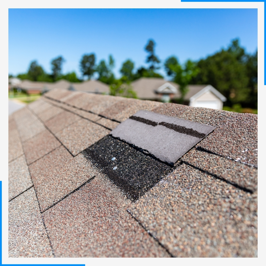 A close-up of a single damaged asphalt shingle on a roof that has been lifted and torn by wind.