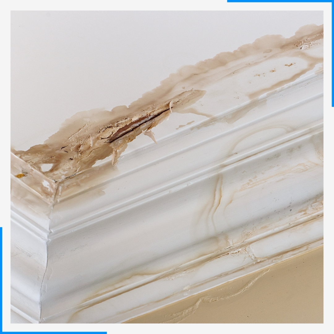 Water damage on a white ceiling and crown molding, showing brown stains and peeling paint.