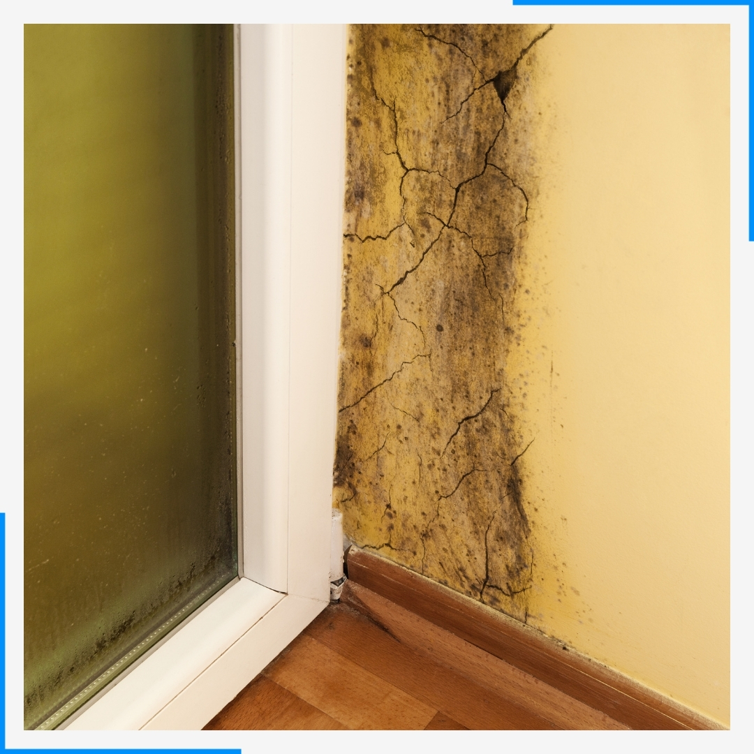 Dark, cracked mold grows in the corner where a yellow wall meets a window frame and wood floor.