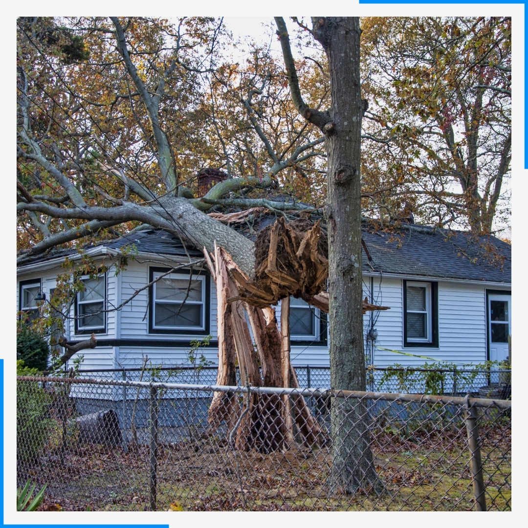 A large, uprooted tree has fallen and crashed through the roof of a white, single-story house.