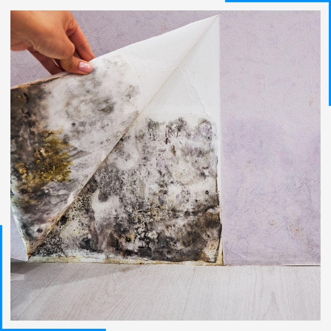 mold on wall behind wall paper