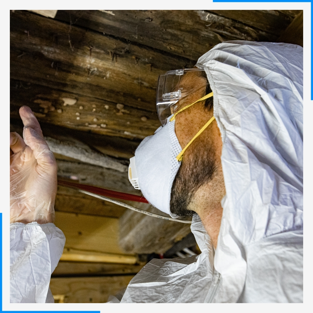 mold inspection