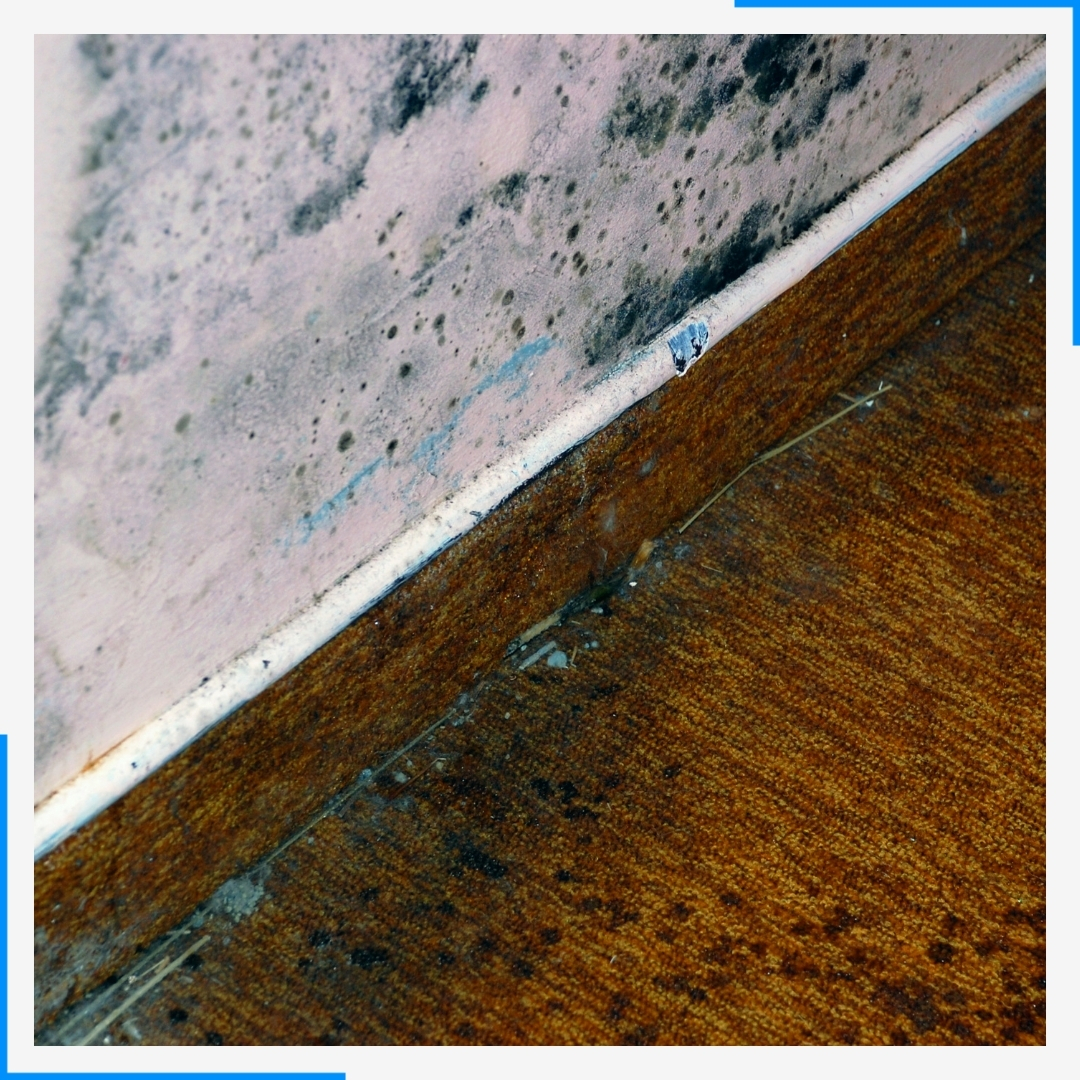 mold in home