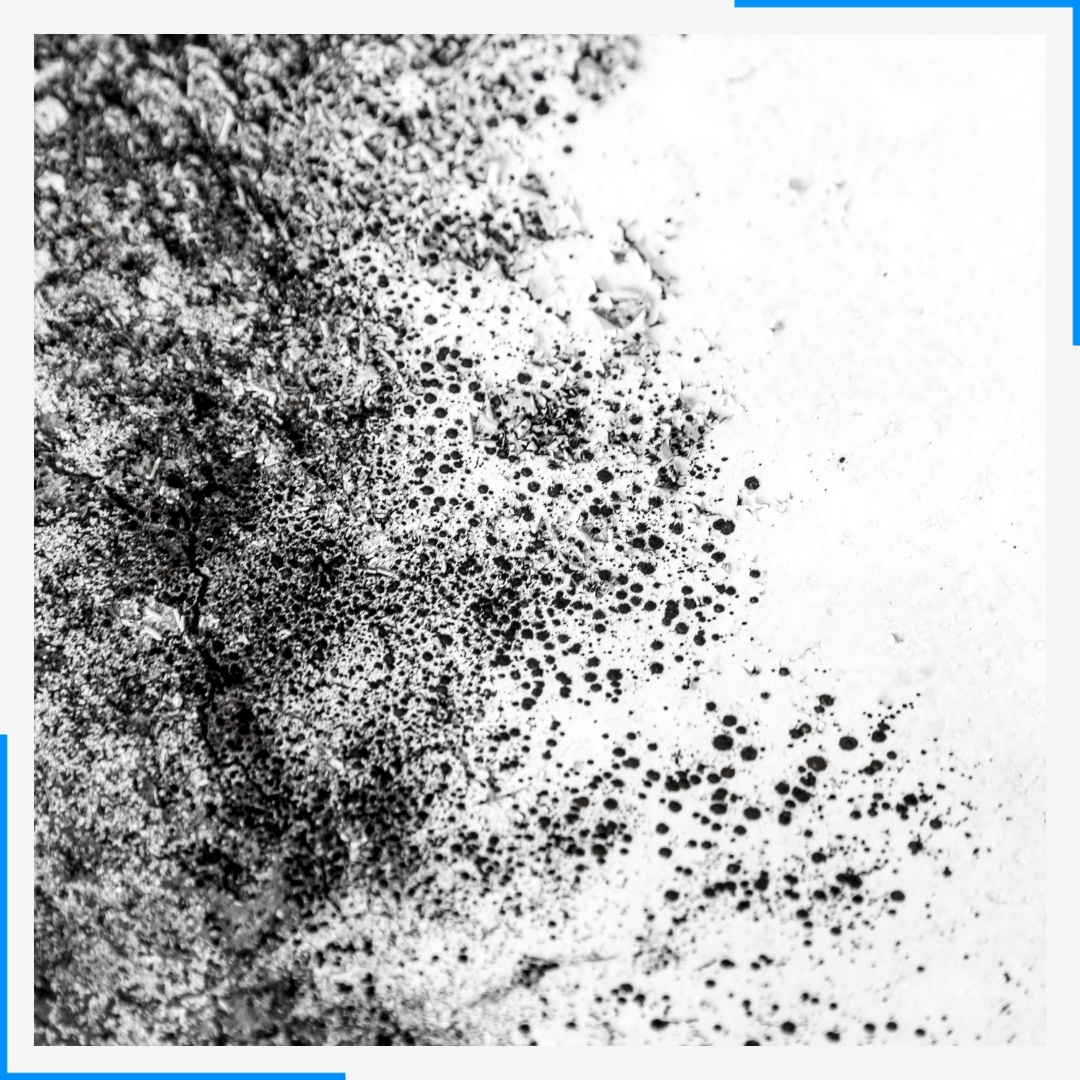 mold in home