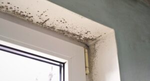 mold in window sill