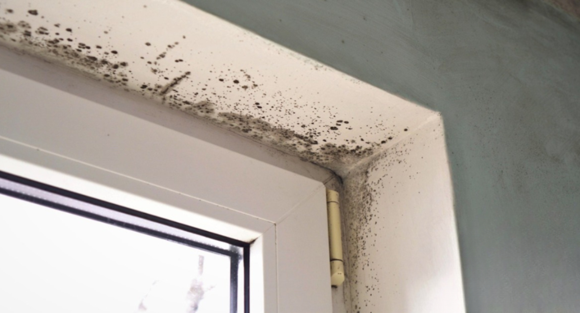 mold in window sill
